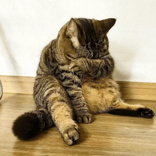 ⚡️ Стикер «Cat&;s Memes» для Telegram