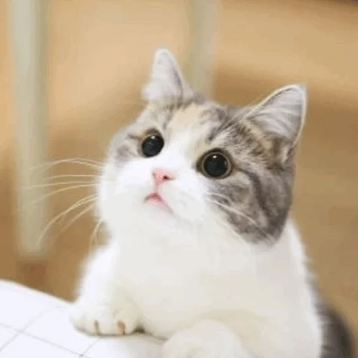 ⚡️ Стикер «Cat&;s Memes» для Telegram