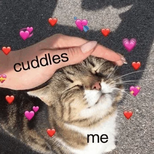 ⚡️ Стикер «Cat&;s Memes» для Telegram