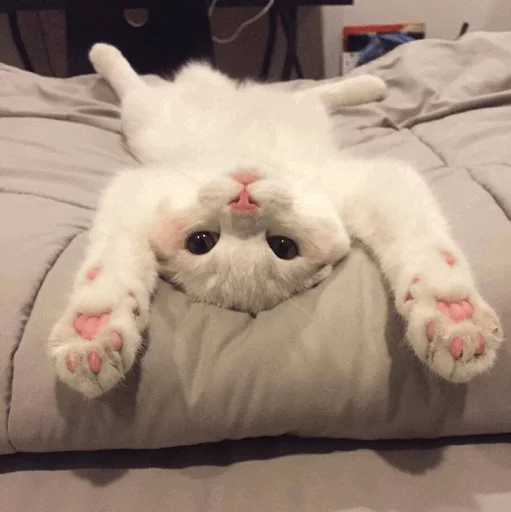 ⚡️ Стикер «Cat&;s Memes» для Telegram