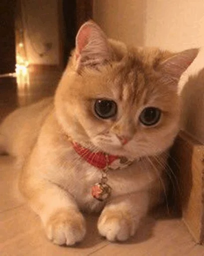 ⚡️ Стикер «Cat&;s Memes» для Telegram