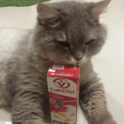 ⚡️ Стикер «Cat&;s Memes» для Telegram