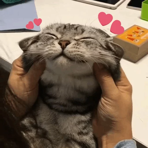 ⚡️ Стикер «Cat&;s Memes» для Telegram