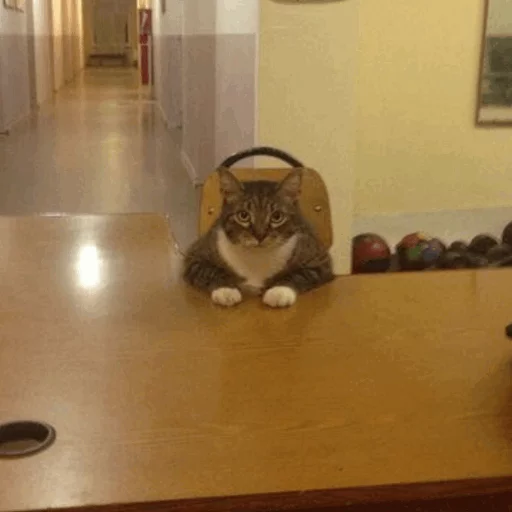 ⚡️ Стикер «Cat&;s Memes» для Telegram