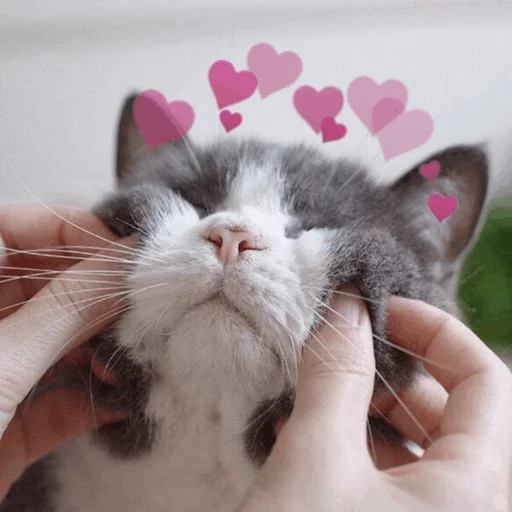 ⚡️ Стикер «Cat&;s Memes» для Telegram