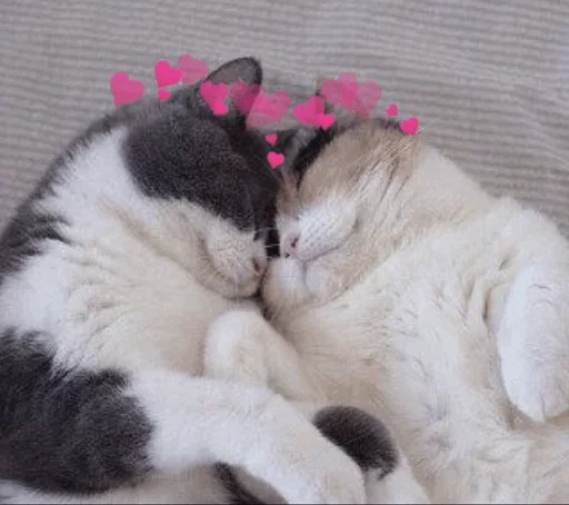 ⚡️ Стикер «Cat&;s Memes» для Telegram