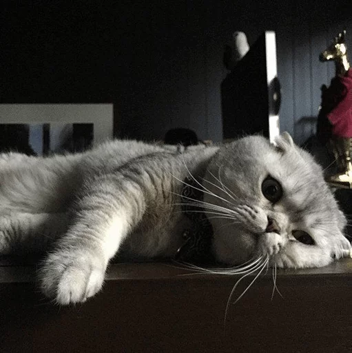 ⚡️ Стикер «Cat&;s Memes» для Telegram