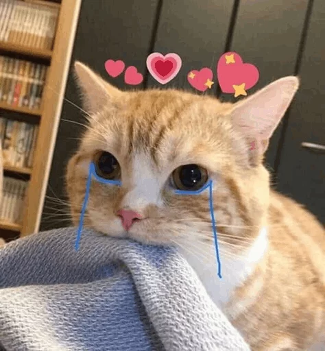 ⚡️ Стикер «Cat&;s Memes» для Telegram