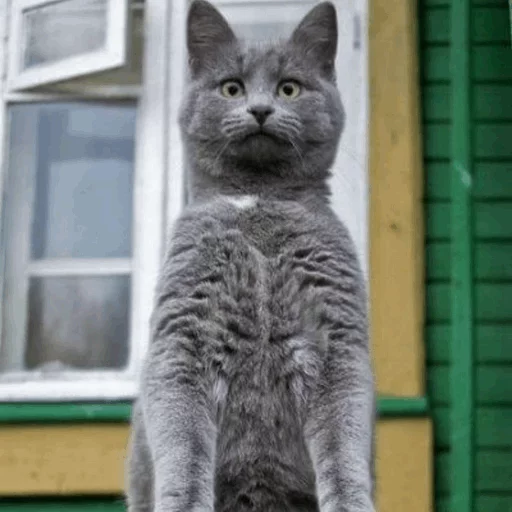 ⚡️ Стикер «Cat&;s Memes» для Telegram