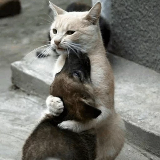 ⚡️ Стикер «Cat&;s Memes» для Telegram