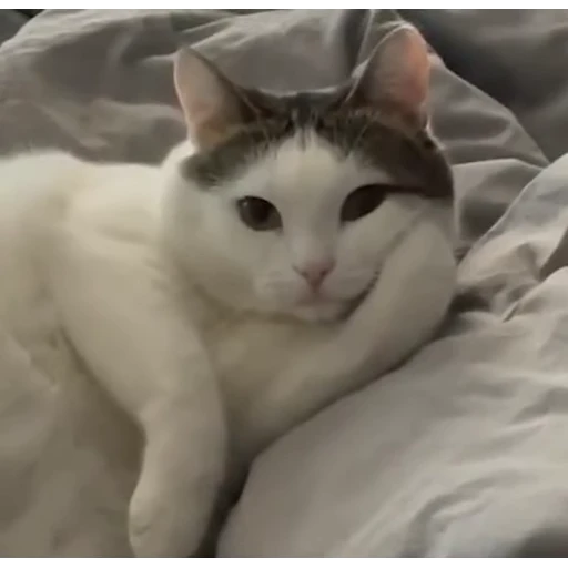 😌 Стикер «стикеры с котиками» для Telegram