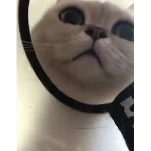 😘 Стикер «стикеры с котиками» для Telegram