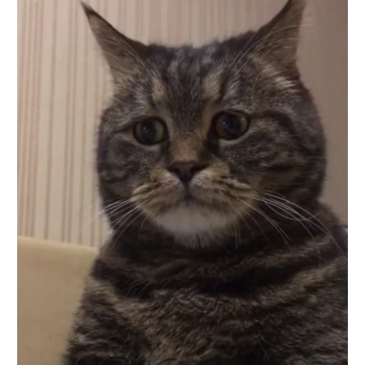 😞 Стикер «стикеры с котиками» для Telegram