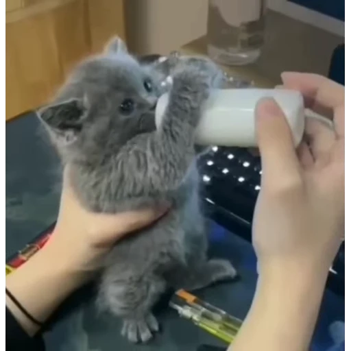😋 Стикер «стикеры с котиками» для Telegram