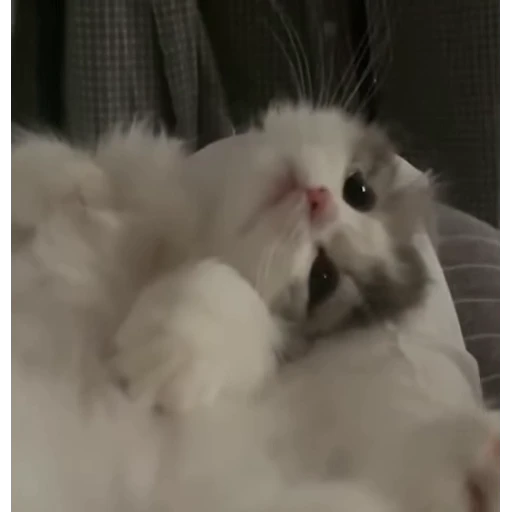 🥰 Стикер «стикеры с котиками» для Telegram
