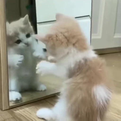 ❤️ Стикер «стикеры с котиками» для Telegram