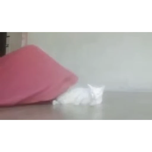 😏 Стикер «стикеры с котиками» для Telegram