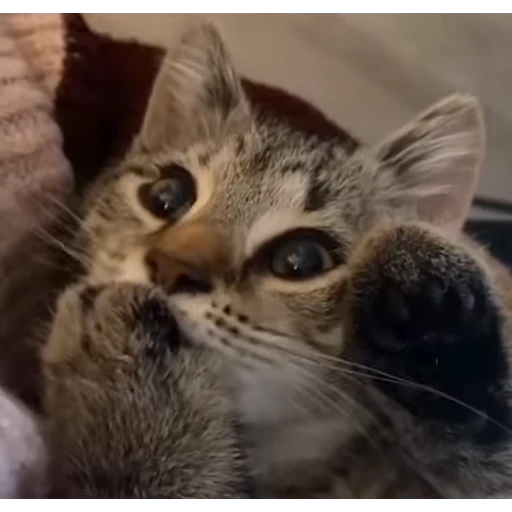 🥰 Стикер «стикеры с котиками» для Telegram
