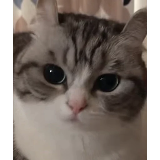 ❤️ Стикер «стикеры с котиками» для Telegram