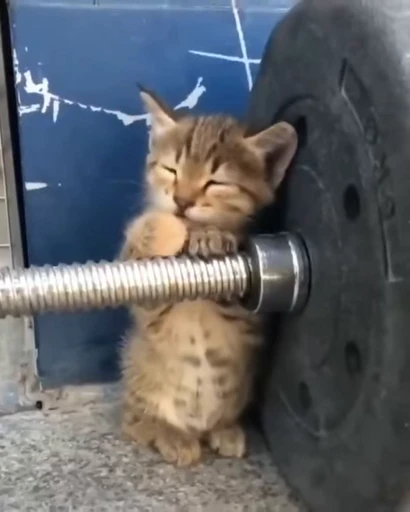😚 Стикер «стикеры с котиками» для Telegram