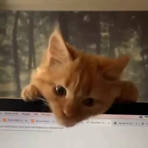 ❤️ Стикер «стикеры с котиками» для Telegram