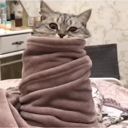 😳 Стикер «стикеры с котиками» для Telegram