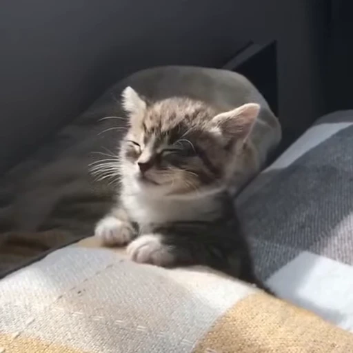 😌 Стикер «стикеры с котиками» для Telegram
