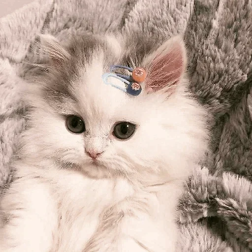 🐾 Стикер «cats» для Telegram