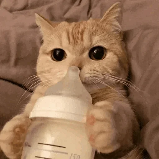🐾 Стикер «cats» для Telegram
