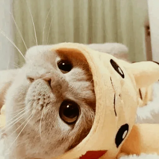 🐾 Стикер «cats» для Telegram