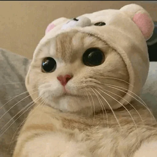 🐾 Стикер «cats» для Telegram