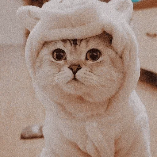 Стикерпак cats для Telegram — скачать