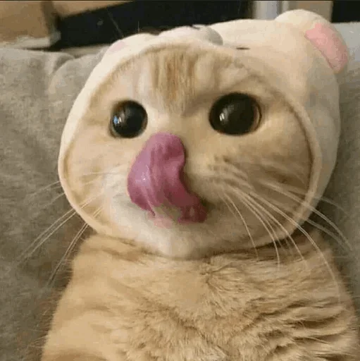 🐾 Стикер «cats» для Telegram