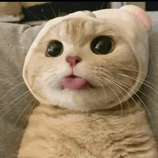 🐾 Стикер «cats» для Telegram