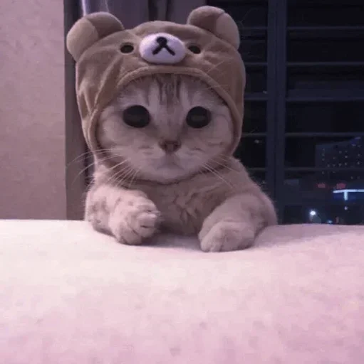 🐾 Стикер «cats» для Telegram