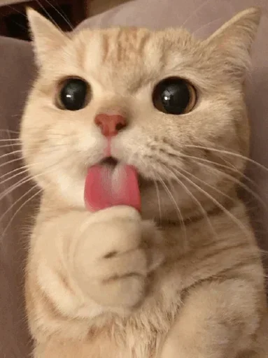 🐾 Стикер «cats» для Telegram