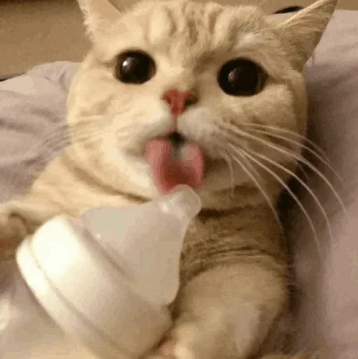 🐾 Стикер «cats» для Telegram