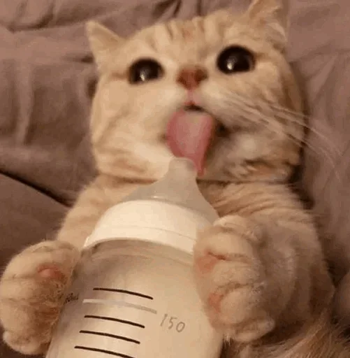 🐾 Стикер «cats» для Telegram