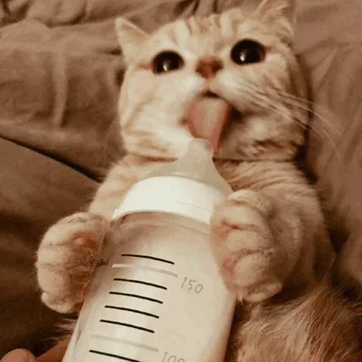 🐾 Стикер «cats» для Telegram
