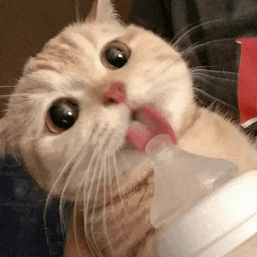🐾 Стикер «cats» для Telegram
