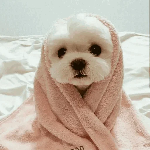 🐾 Стикер «cats» для Telegram