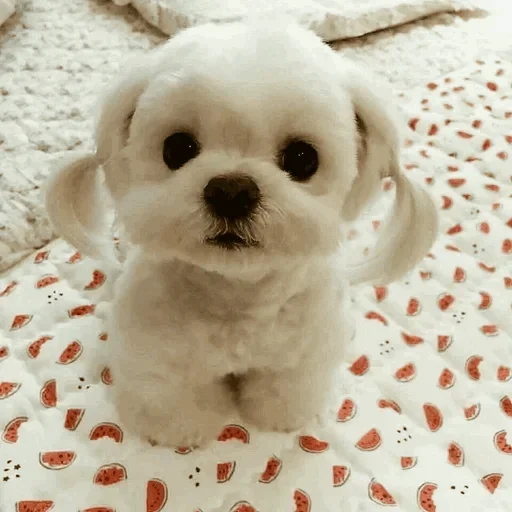 🐾 Стикер «cats» для Telegram