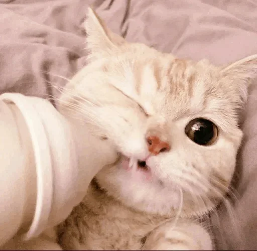 🐾 Стикер «cats» для Telegram