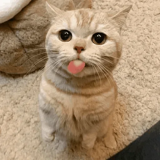 🐾 Стикер «cats» для Telegram