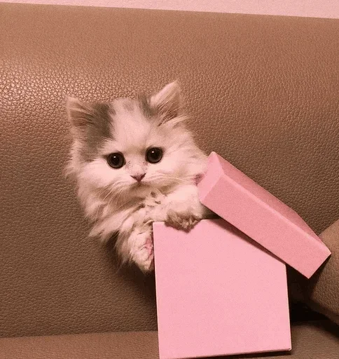 🐾 Стикер «cats» для Telegram