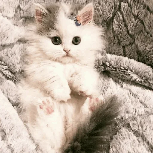 🐾 Стикер «cats» для Telegram