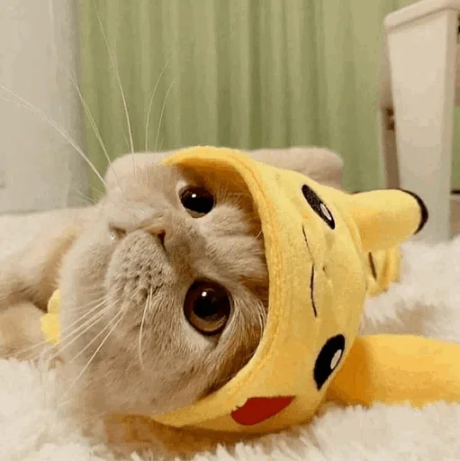 🐾 Стикер «cats» для Telegram