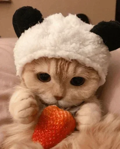 🐾 Стикер «cats» для Telegram