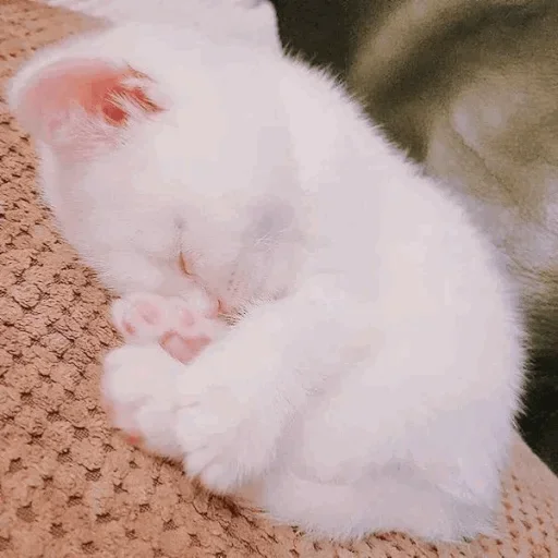 🐾 Стикер «cats» для Telegram