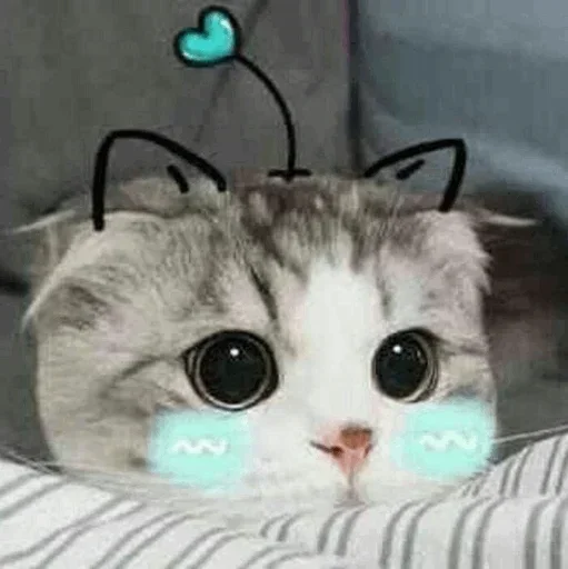 🐾 Стикер «cats» для Telegram